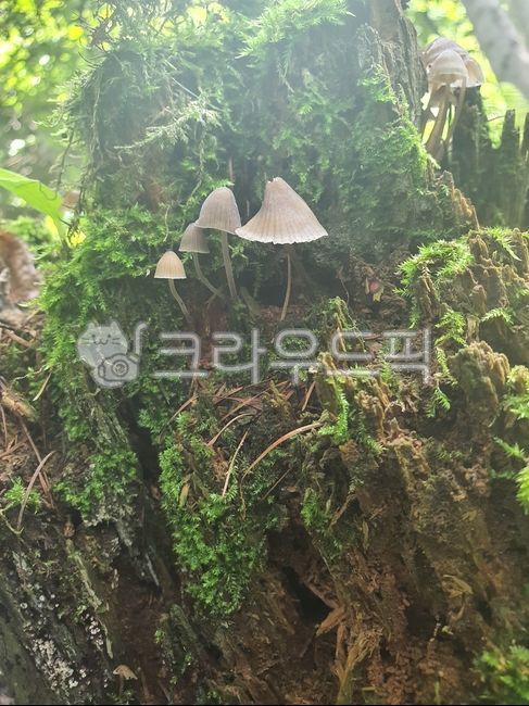 애주름버섯속,노란애주름버섯,스머프집,이쁜버섯,버섯,붉은애주름버섯