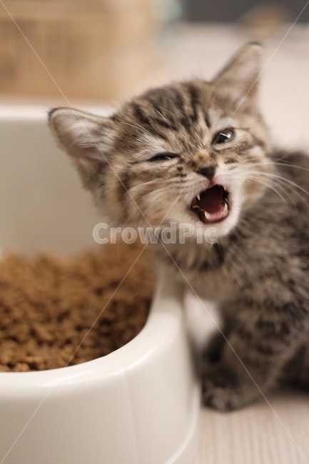 고양이,반려동물,cat,스코티쉬스트레이트,사료,동물,animal,포유류,mammal,고양이,cat,kitten,kitty