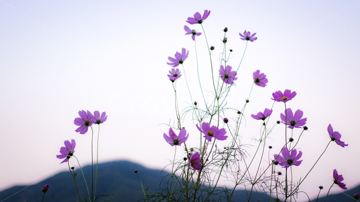 가을,코스모스,꽃,하늘,가을하늘,풍경,감성,가을,계절,fall,autumn,season,식물,자연,plants,nature,꽃,flower,blossom,geranium,제라늄,plant