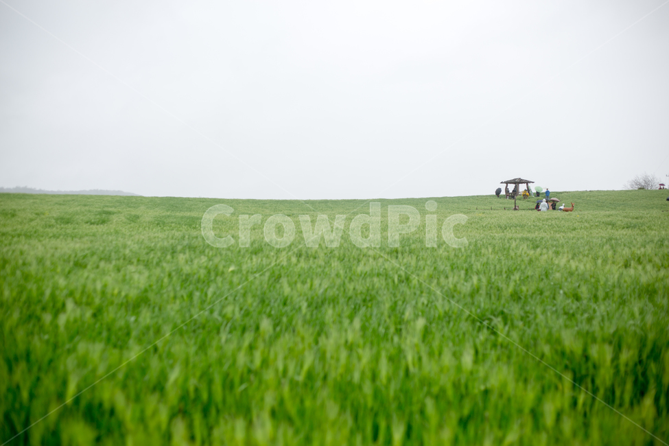 청보리,청보리밭,보리,학원농장,유채꽃,고창,자연,풍경,nature,landscape,field,들,outdoors,옥외,grassland,목초지,grass,잔디,plant,식물