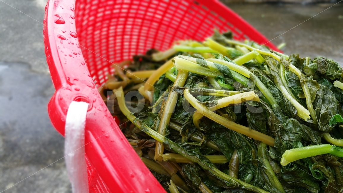 시래기,우거지,채소,시래기식품,식품,음식,음식,식재료,요리,food,cook,meal,dishes,food reserves,채소,야채,vegetables