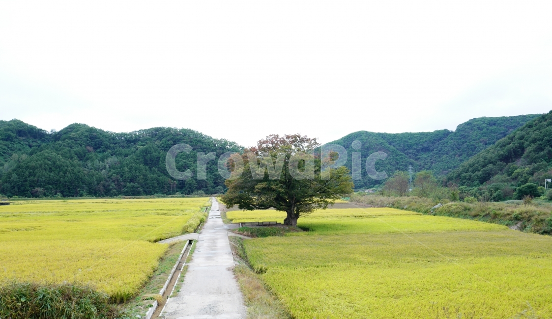 느티나무,길,나무,의자,시골풍경,자연,풍경,nature,landscape,한국자연풍경,한국자연경관,koreanaturelandscape,시골마을,country,ruraltown,식물,plants,trees,wood,자연,풍경,nature,landscape,한국자연풍경,한국자연경관,korea nature landscape,시골,마을,country,rural,town,식물,plants,나무,trees,wood,outdoors,옥외,field,들,grassland,목초지