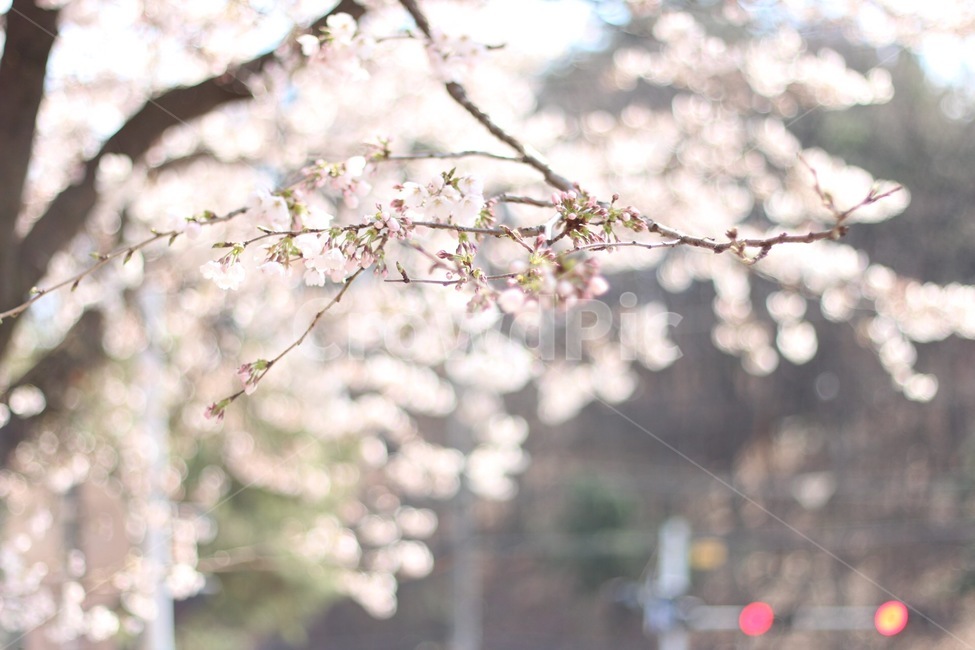 봄,4월,벚꽃,핑크,봄기운,봄,계절,spring,season,식물,자연,plants,nature,꽃,flower,plant,blossom