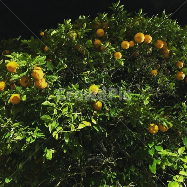 citrusfruit,plant,과일,식물,감귤류과일
