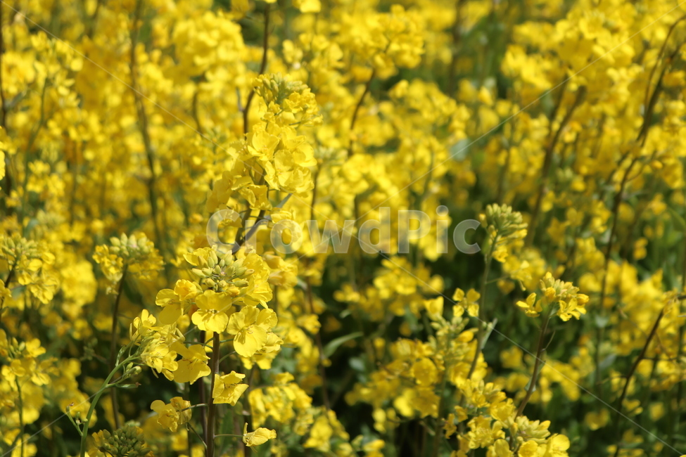 유채꽃,유채,노랑,식물,rapeflower,꽃,자연,풍경,봄꽃,yellow,plants,flowers,nature,landscape,spring,봄,계절,spring,season,식물,자연,plants,nature,꽃,flower
