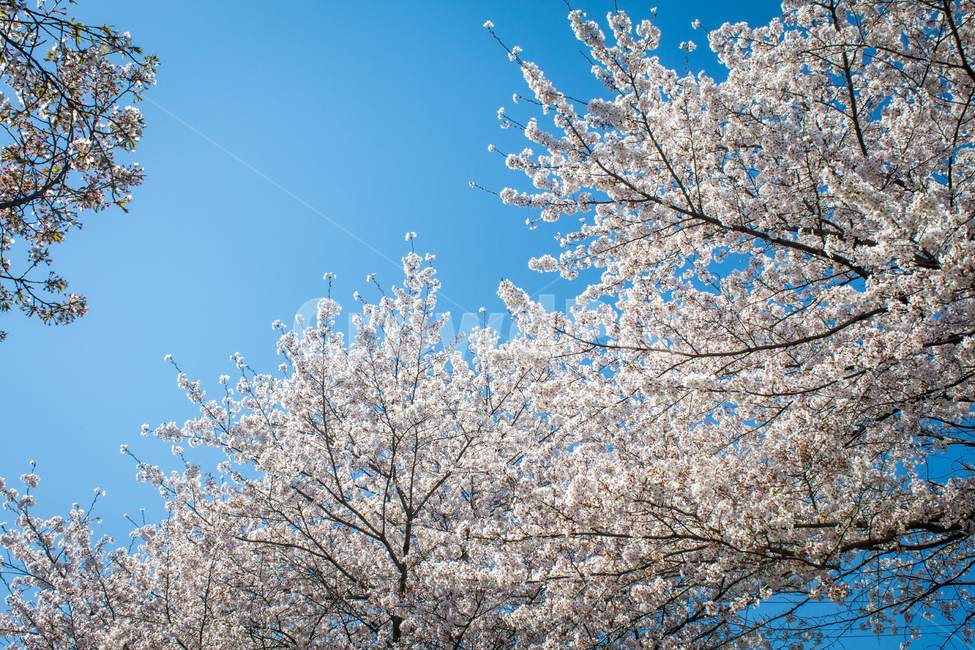 벚꽃,cherryblossom,봄꽃,꽃,flower,봄,spring
