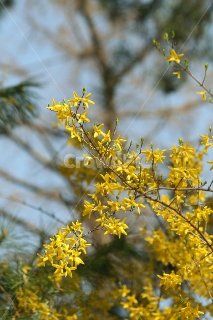 plant,flower,식물,apiaceae,꽃,blossom
