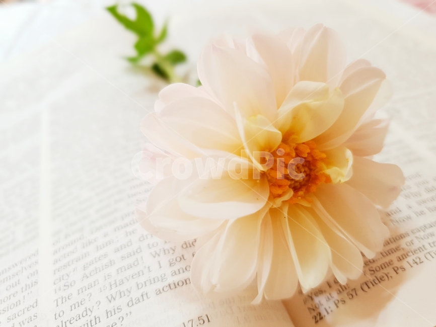 초록,책,성경책,영문,다알리아꽃,자연,내추럴,식물,빨간색,꽃,감성,꽃,flower