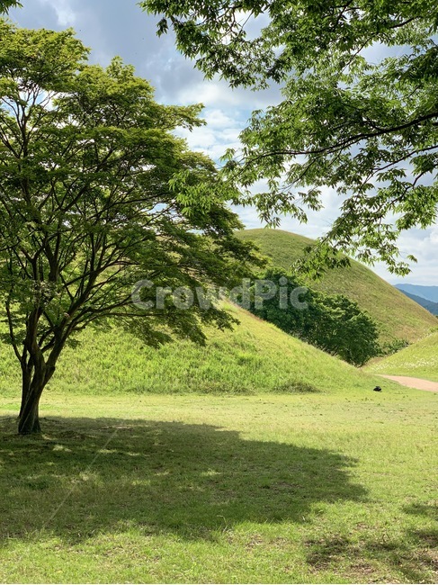 자연,한국자연풍경,대릉원,잔디,나무,경주,nature,자연,풍경,nature,landscape,outdoors,옥외,grassland,목초지,field,들