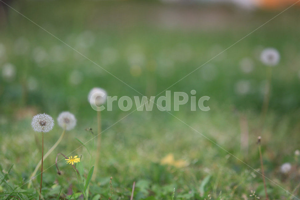 민들레홀씨,잔디,풀,초록,씨,green,grass,seed,식물,자연,plants,nature,감성,sensible,feeling,휴식,힐링,rest,relaxation,healing