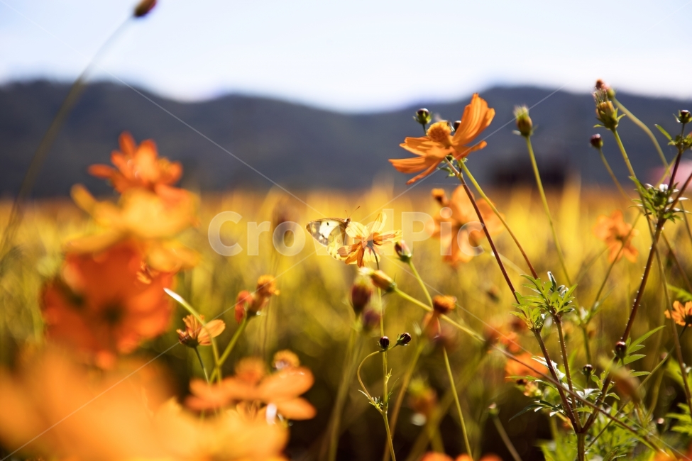 나비,꽃,호랑나비,양주,코스모스,가을,계절,fall,autumn,season,식물,자연,plants,nature,꽃,flower,동물,animal,곤충,벌레,insect,bug,감성,sensible,feeling,plant
