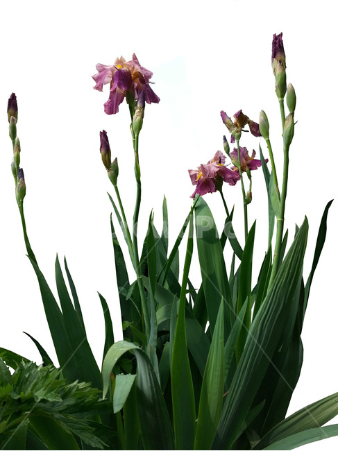 plant,식물,blossom,flower,저먼아이리스