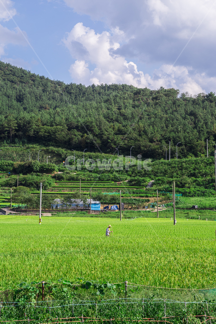 다락논,묘도,논,밭,풍경,배경화면,시골,마을,풍경,landscape,country,rural,town