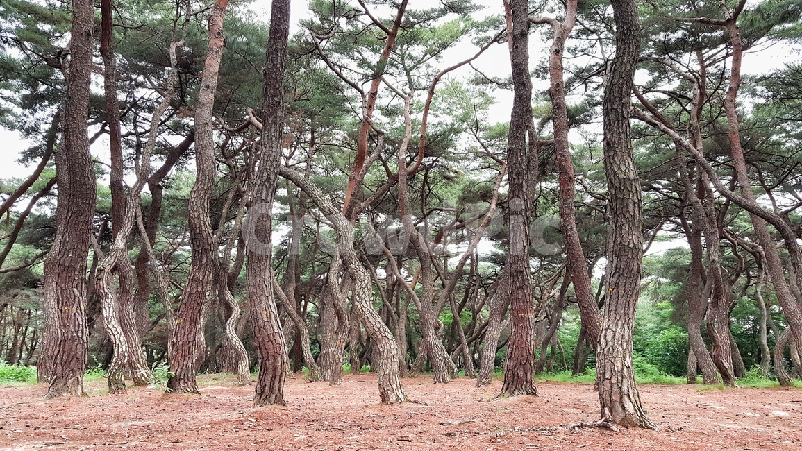소나무,한국적,숲,힐링,나무,솔숲,풍경,한국자연풍경,nature,plants,wood,trees,세월,자연,landscape,푸른,초록,green,휴식,솔밭,식물,자연,풍경,nature,landscape,tree,tree trunk,나무 줄기,plant