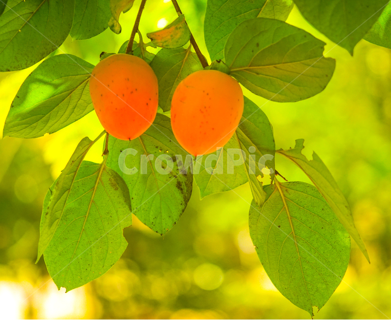 감,감나무,가을,홍시,과일,농사,과수,식물,자연,plants,nature,과일,열매,fruit
