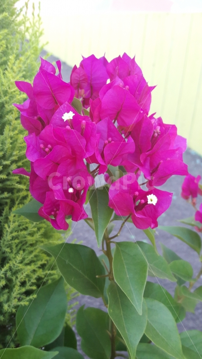 꽃,부겐빌레아,조화,열정,진분홍,식물,자연,plants,nature,꽃,flower