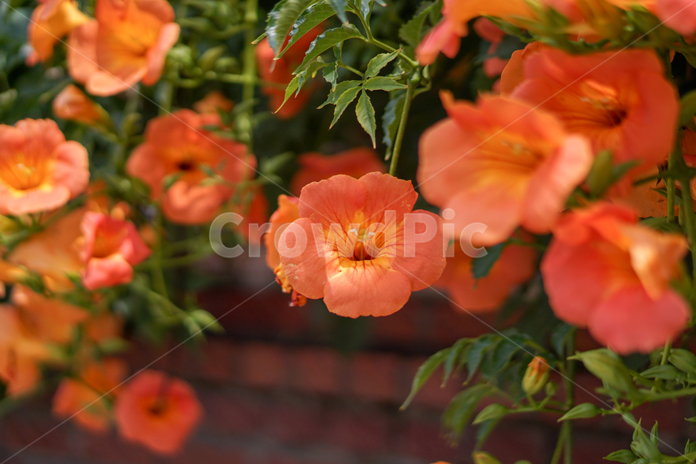 plant,식물,blossom,geranium,제라늄,flower,꽃,능소화,넝쿨,담쟁이,감성사진,감성,5월,식물,자연,plants,nature,꽃,flower
