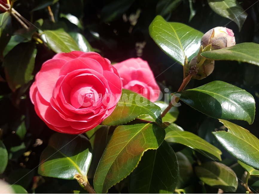 봄,나무,동백꽃,식물,꽃,봄,계절,spring,season,식물,자연,plants,nature,꽃,flower,휴식,힐링,rest,relaxation,healing,plant,blossom,rose,장미