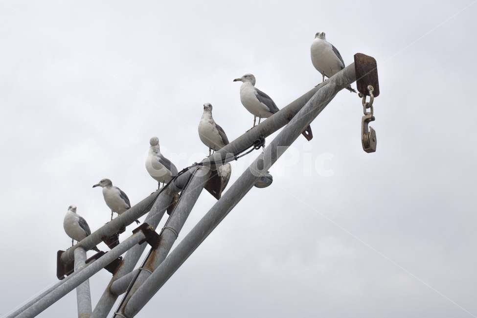 갈매기,새,조류,바다,바닷가,동물,animal,조류,새,birds
