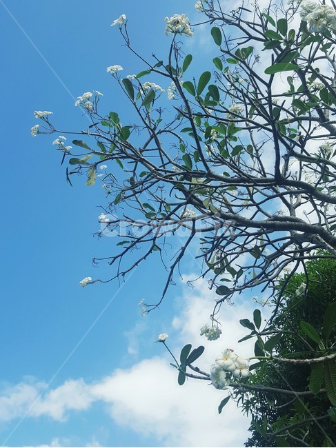 하늘,sky,flower,플루메리아,나무,나뭇가지,식물