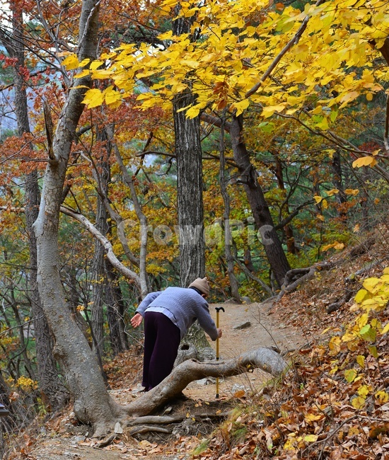 경북,청송,주왕산,주왕산가을,추색,가을,추경,단풍,단풍잎,plant,식물,leaf,잎,tree,나무,ground,바닥,treetrunk,나무줄기,nature,자연,outdoors,옥외,경치,경관,풍경,human,인간,person,사람,노인,지팡이,모자,노년,등산,산책,꼬부랑노인,자연,풍경,nature,landscape,사람,인물,인간,human,person,노인,어르신,old man, senior citizen