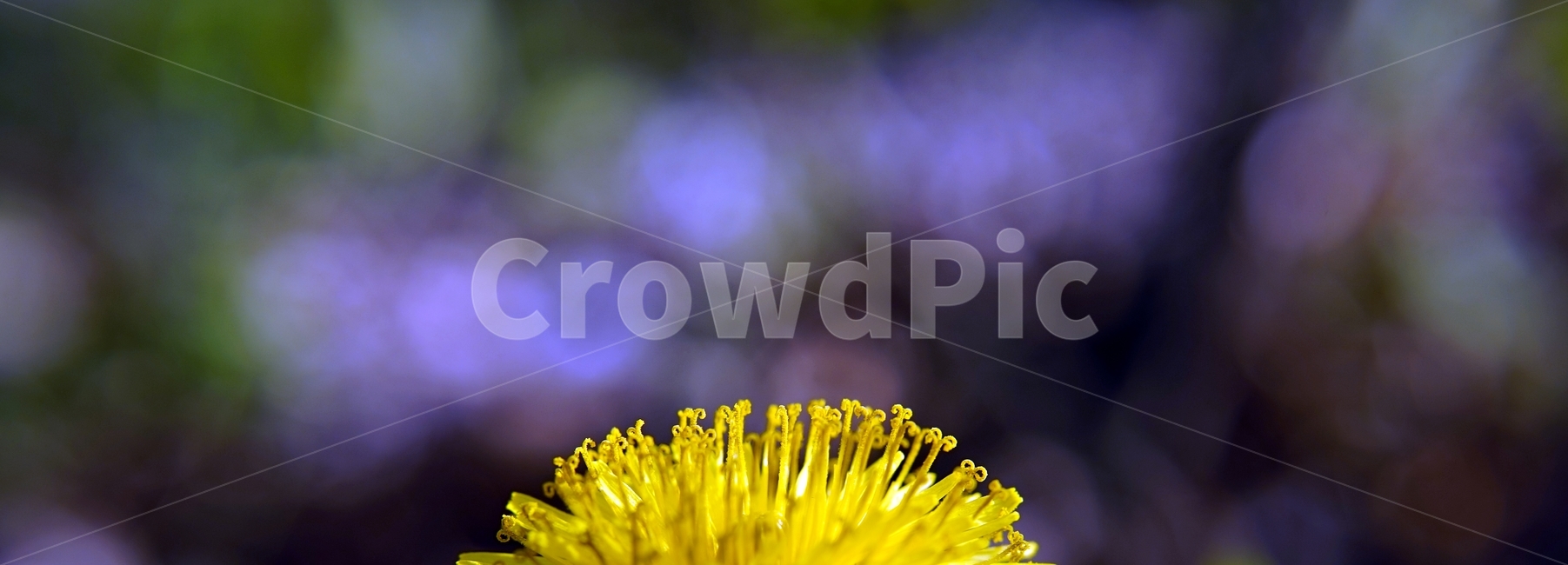 꽃,민들레,노랑,자연,식물,dandelion,flower,spring,봄,plant,접사촬영,접사,노랑꽃,식물,자연,plants,nature,꽃,flower