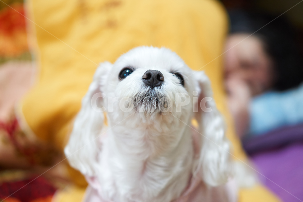 개,강아지,말티즈,마르티스,동물,댕댕이,애니멀,animal,말티스,마르티즈,pet,dog,nature,자연,동물보호,동물,animal,포유류,mammal,개,강아지,dog,doggy