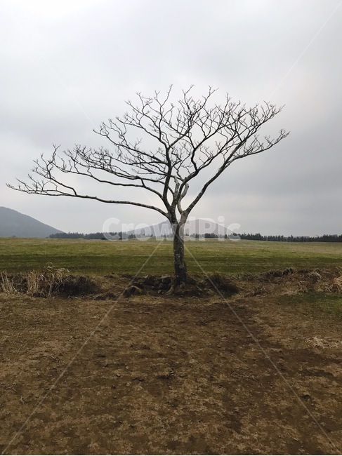 자연,나홀로나무,제주도,풍경,초록,제주도,jeju,jeju island,식물,자연,plants,nature,나무,trees,wood,ground,바닥,tree,plant