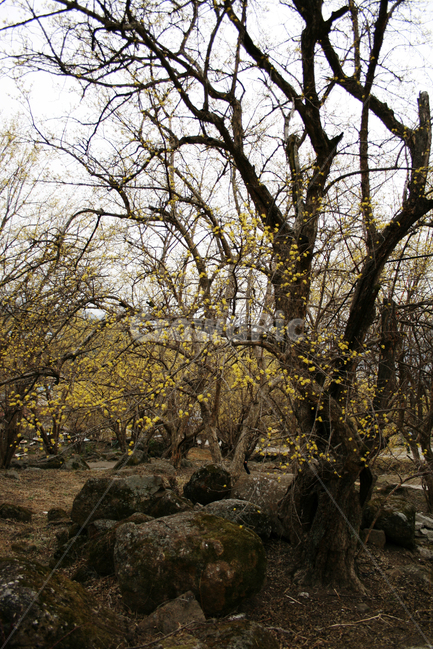 산수유,봄,봄날,봄꽃,꽃,노란색,감성,spring,flower,봄길,풍경,봄,계절,spring,season,식물,자연,plants,nature,꽃,flower,나무,trees,wood,tree trunk,나무 줄기,tree,plant,ground,바닥