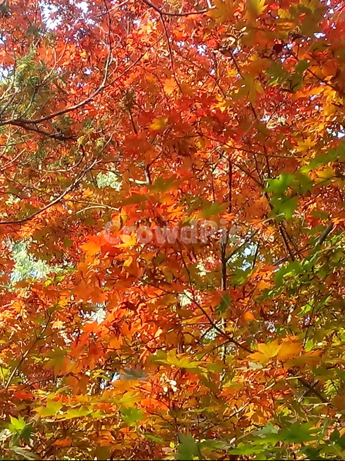 가을,단풍,낙엽,maple,plant,식물,단풍나무,단풍잎,leaf,잎,tree,나무,계절,fallautumnseason,가을단풍,자연,풍경,경치,가을,계절,fall,autumn,season,식물,자연,plants,nature,나무,trees,wood