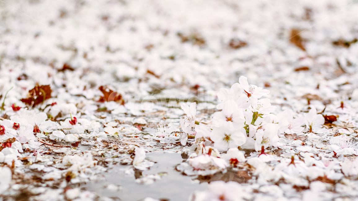 꽃,꽃잎,벚꽃,봄,flower,blossom,식물,plant,petal,봄바람,감성,감성사진