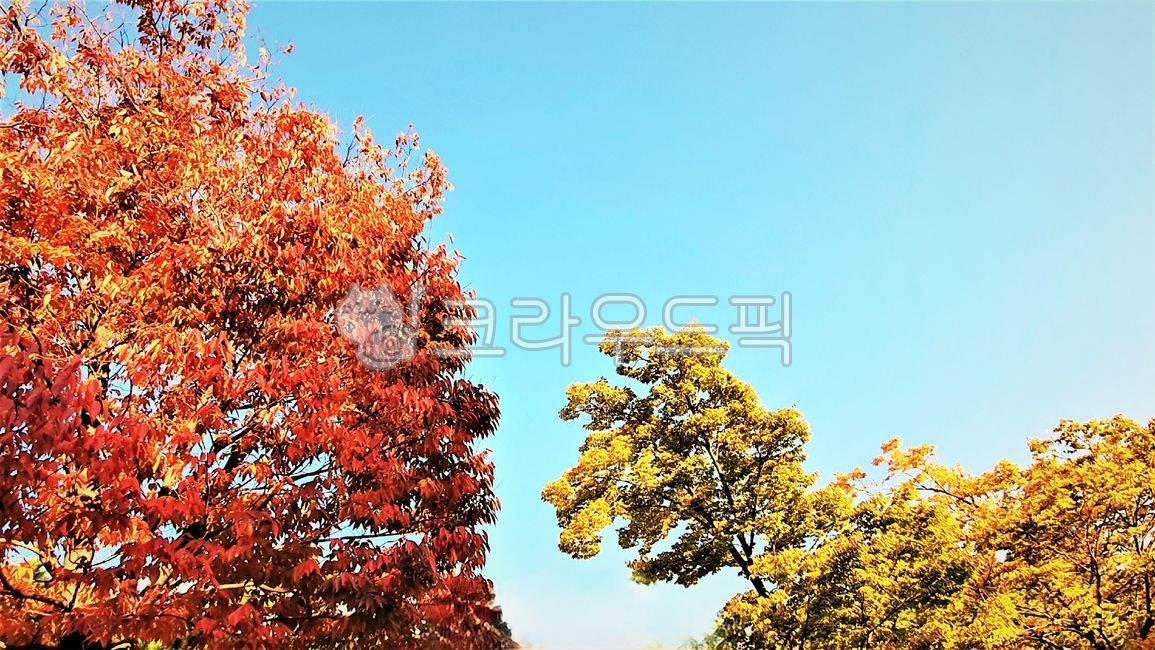 sky,tree,yellow leaves,leaf,Maple leaf,red leaves,fall,Maple tree,background,plant,maple,autumn,Maple