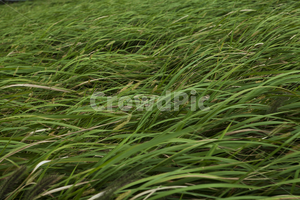풀,식물,풀밭,녹색,바람,grass,green,plants,wind
