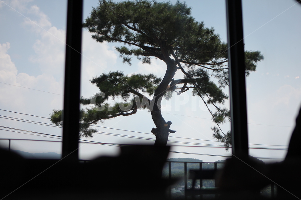 소나무,창문,프레임,나무,웅장,식물,자연,plants,nature,나무,trees,wood