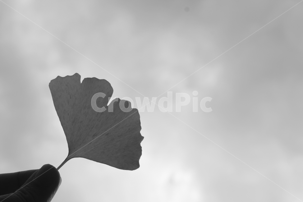 은행나무,은행잎,회색은행,그레이,단풍,감성,가을,계절,fall,autumn,season,식물,자연,plants,nature,흑백,모노톤,monochrome,black and white,leaf,잎,plant,veins,정맥