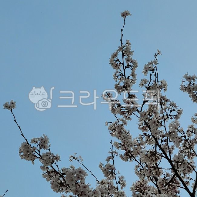 sky,spring,Cherry Blossom,plant,sight,tree,flower