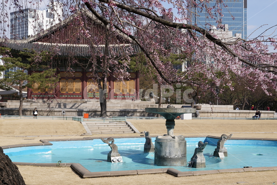수양벚나무,덕수궁,deoksugung,문화재,건물,building,벚꽃,cherryblossom,식물,plant,분수대,fountain
