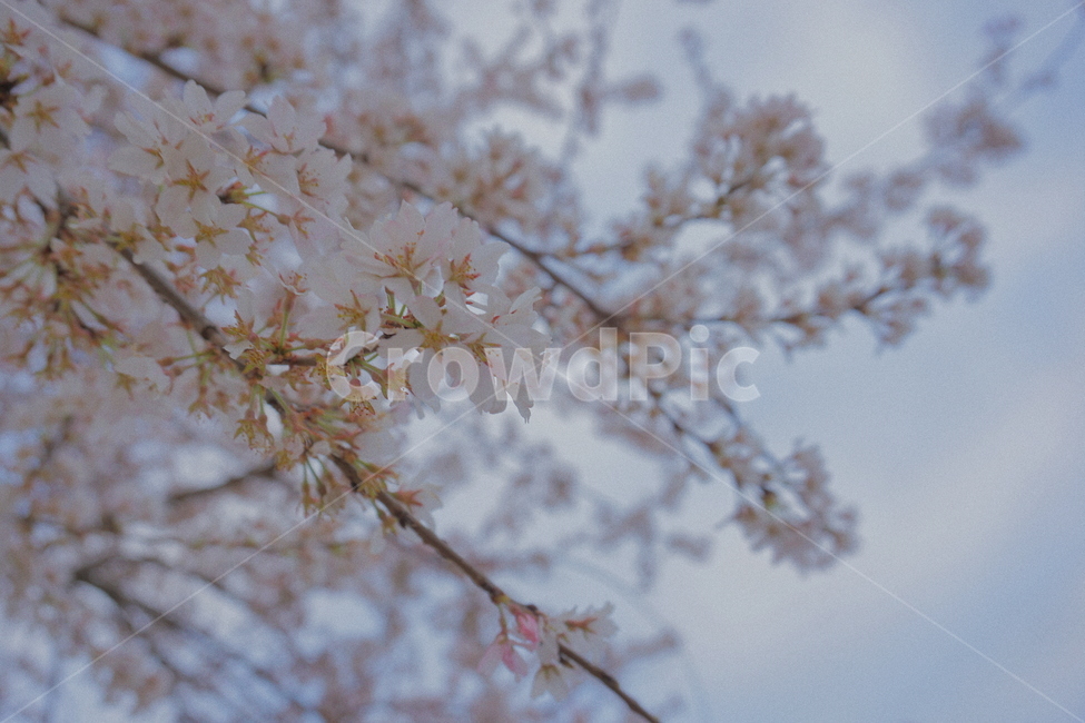봄,벚꽃,꽃,나무,식물,자언,감성,봄,계절,spring,season,plant,flower,blossom