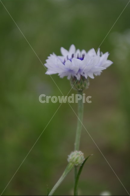 수레국화,꽃,flower,식물,plant,자연,nature