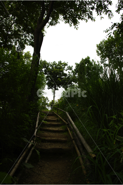 식물,color,nature,자연,길,계단,오르막,숲,나무,자연,풍경,nature,landscape,outdoors,옥외,arbour,정자,garden,정원