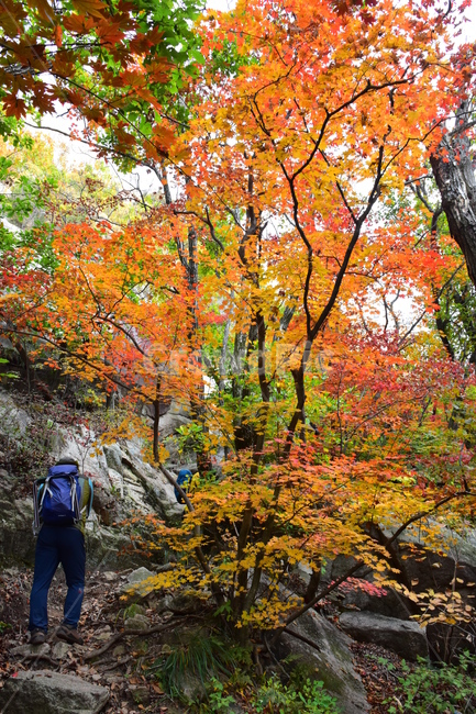 가을,단풍,자연,풍경,북한산,잎,단풍잎,붉은,나무,계절,계곡,숲,힐링,plant,fall,autumn,season,forestnature,landscape,한국자연풍경,한국자연경관,korea,tree,maple,leaf,가을,계절,fall,autumn,season,자연,풍경,nature,landscape,식물,plants,나무,trees,wood