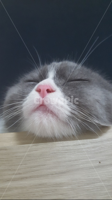 고양이,스코티쉬폴드,창틀고양이,스코티쉬폴드고양이,찰떡파이