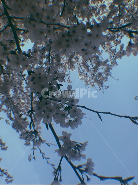 봄,벚꽃,필름카메라,하늘,꽃