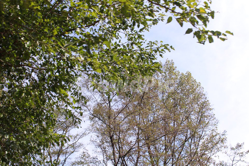 tree,나무,plant,식물,vegetation,초목,초록,주황,green,orange,자연,풍경,nature,landscape