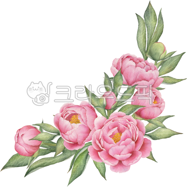 모란,모란꽃,꽃,작약,작약꽃,모란꽃일러스트,꽃일러스트,작약일러스트,모란꽃수채화,꽃수채화,작약수채화,모란꽃손그림,꽃손그림,작약손그림,모란꽃디자인,작약디자인,꽃디자인,꽃장식,꽃데코,꽃데코레이션,꽃다발,모란꽃데코,작약꽃데코,모란데코레이션,작약데코레이션,모란꽃봉오리,모란꽃꽂이,플로랄,플로랄디자인,보태니컬