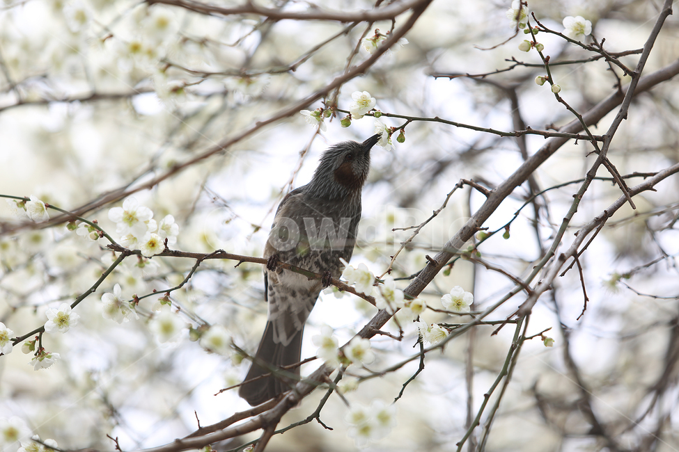 새,꽃,봄,직박구리,bird,flower,spring,blossom,매화,봄,계절,spring,season,식물,자연,plants,nature,꽃,flower,동물,animal,조류,새,birds,accipiter,아키 피터