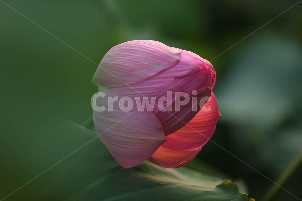 여름,수련,홍련,연꽃,관곡지,꽃,summer,flower,lotus,식물,자연,plants,nature,꽃,flower