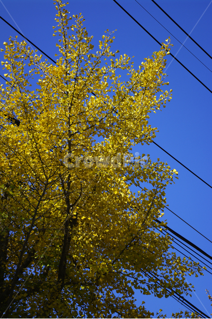 은행나무,가을,은행잎,식물,plant,하늘,가을,계절,fall,autumn,season,식물,자연,plants,nature,나무,trees,wood