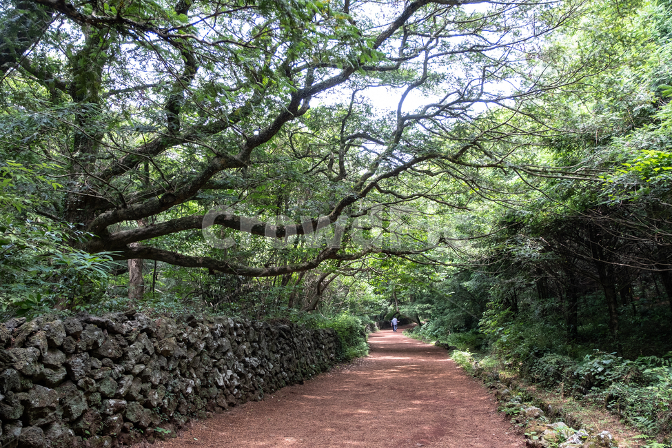 자연,제주,제주도,섬,nature,garden,outdoors,숲,나무,삼림,비자림,산책길,길,돌담,쉼,휴식,자연,풍경,nature,landscape,식물,plants,나무,trees,wood,정원,옥외,arbour,정자