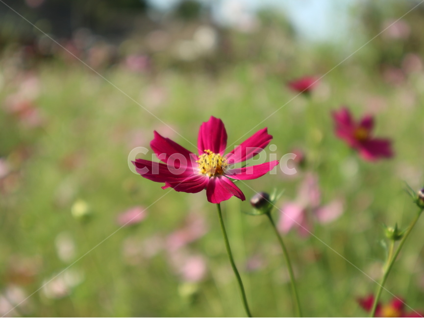 코스모스,식물,plant,flower,blossom,식물,자연,plants,nature,꽃,flower
